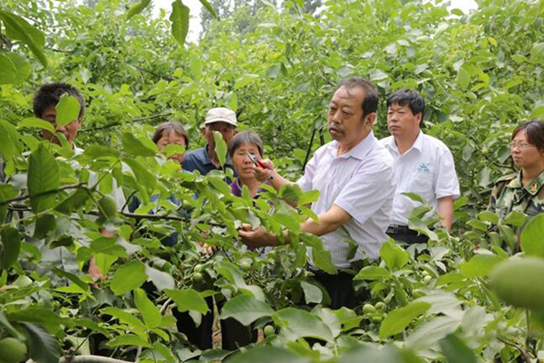 圖為李保國在田間為農戶講解核桃栽培實用技術。